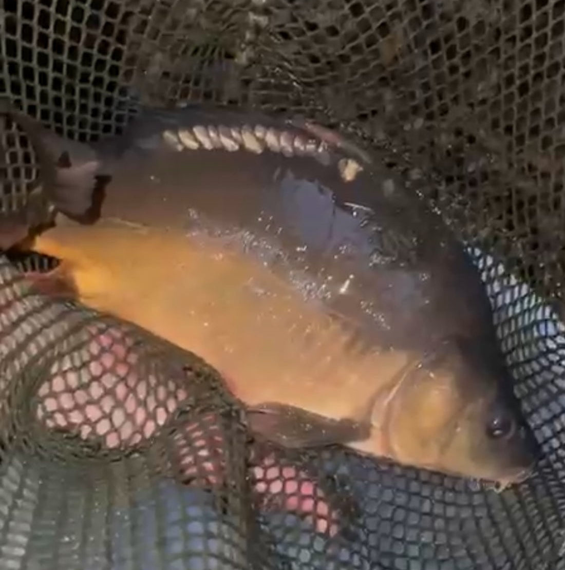 Arnsberger-Wald Forelle | Karpfen frisch |