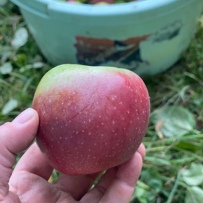 Apfelsaft naturtrüb von Streuobstwiesen 5l